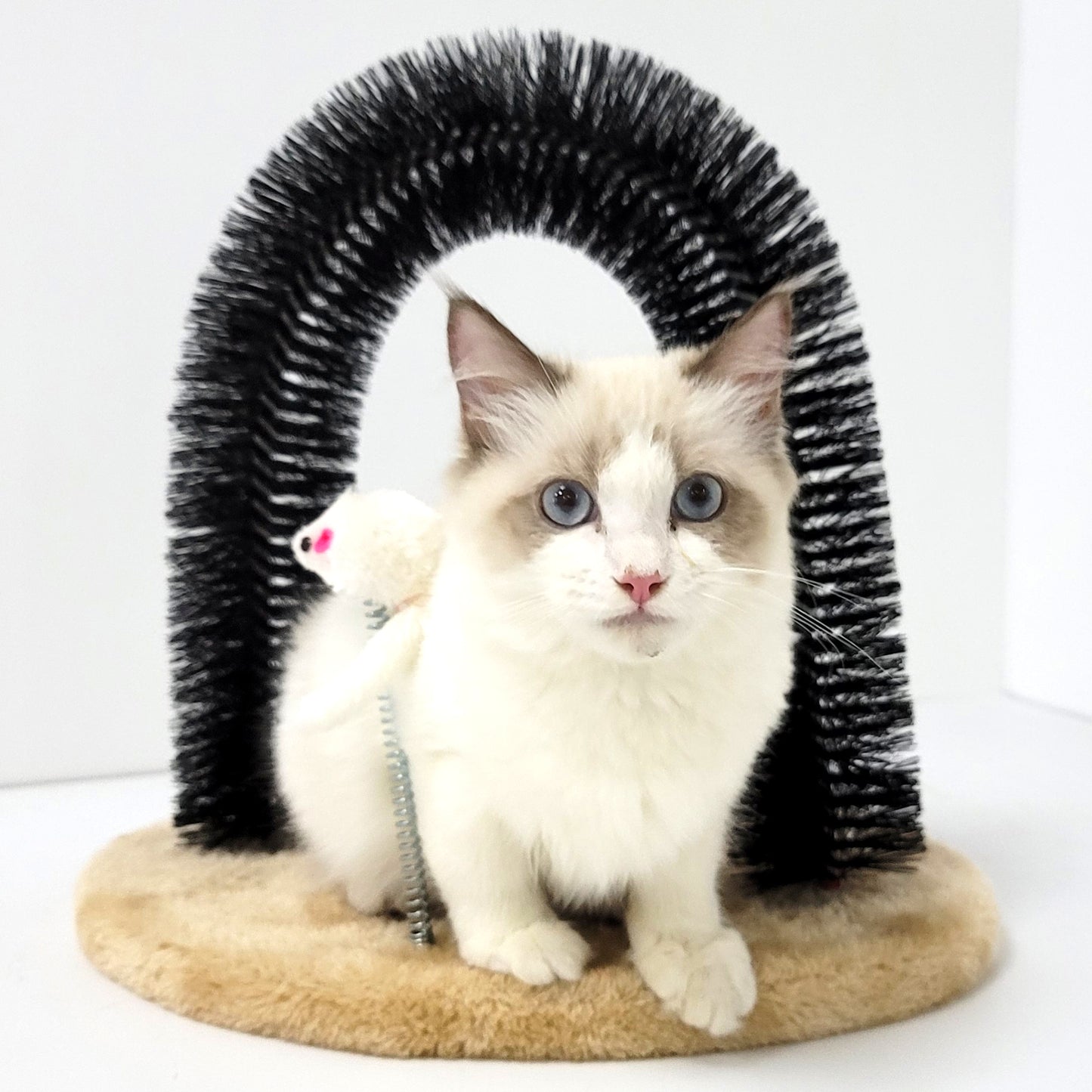 Cat Self Groomer Arch