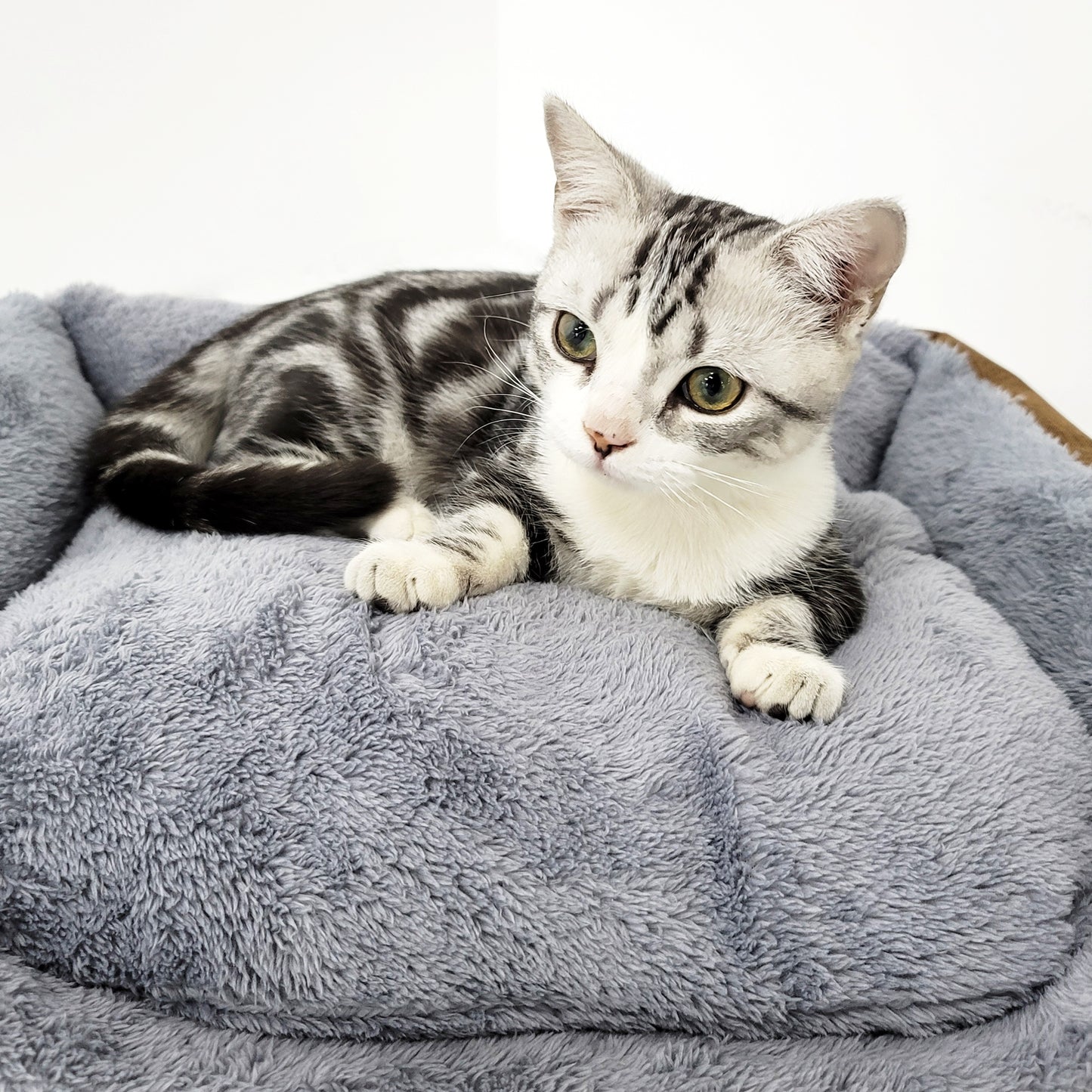 Ultra Soft Cushion Cat Bed with Odor Removing Charcoal Bags (Blue/Brown)