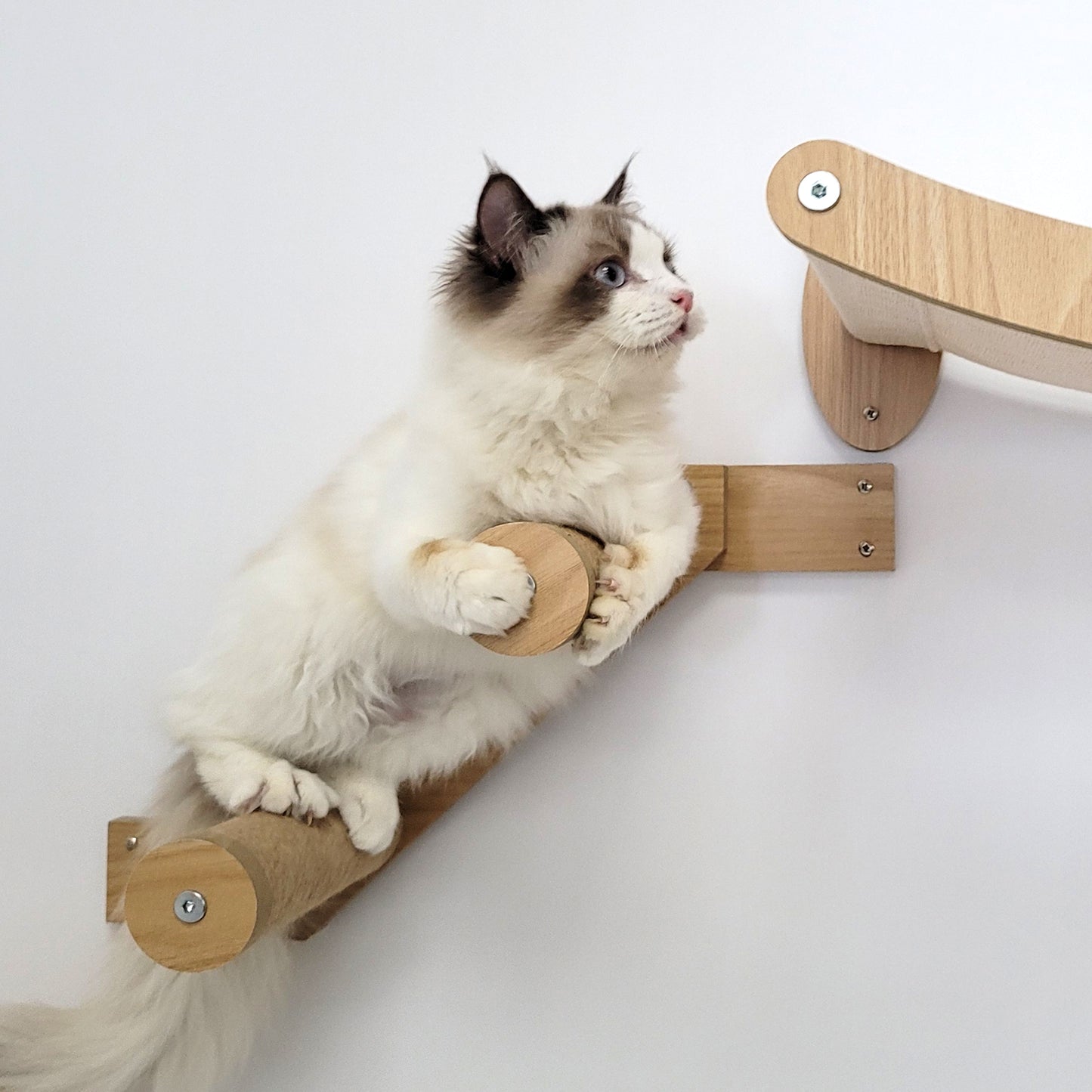 Stud Mounted Cat Wall Hammock with Stylish Curve Panel & Jumping Steps, Walnut