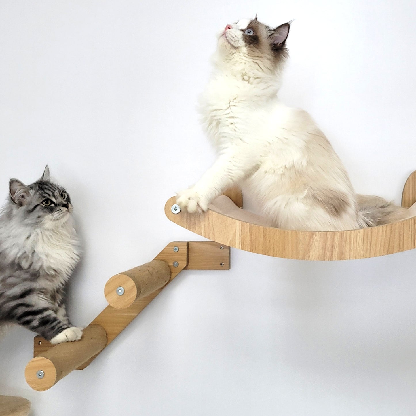 Stud Mounted Cat Wall Hammock with Stylish Curve Panel & Jumping Steps, Walnut