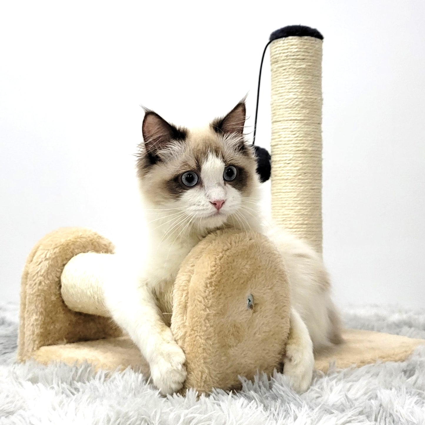 Dual Scratching Post for Indoor Cats