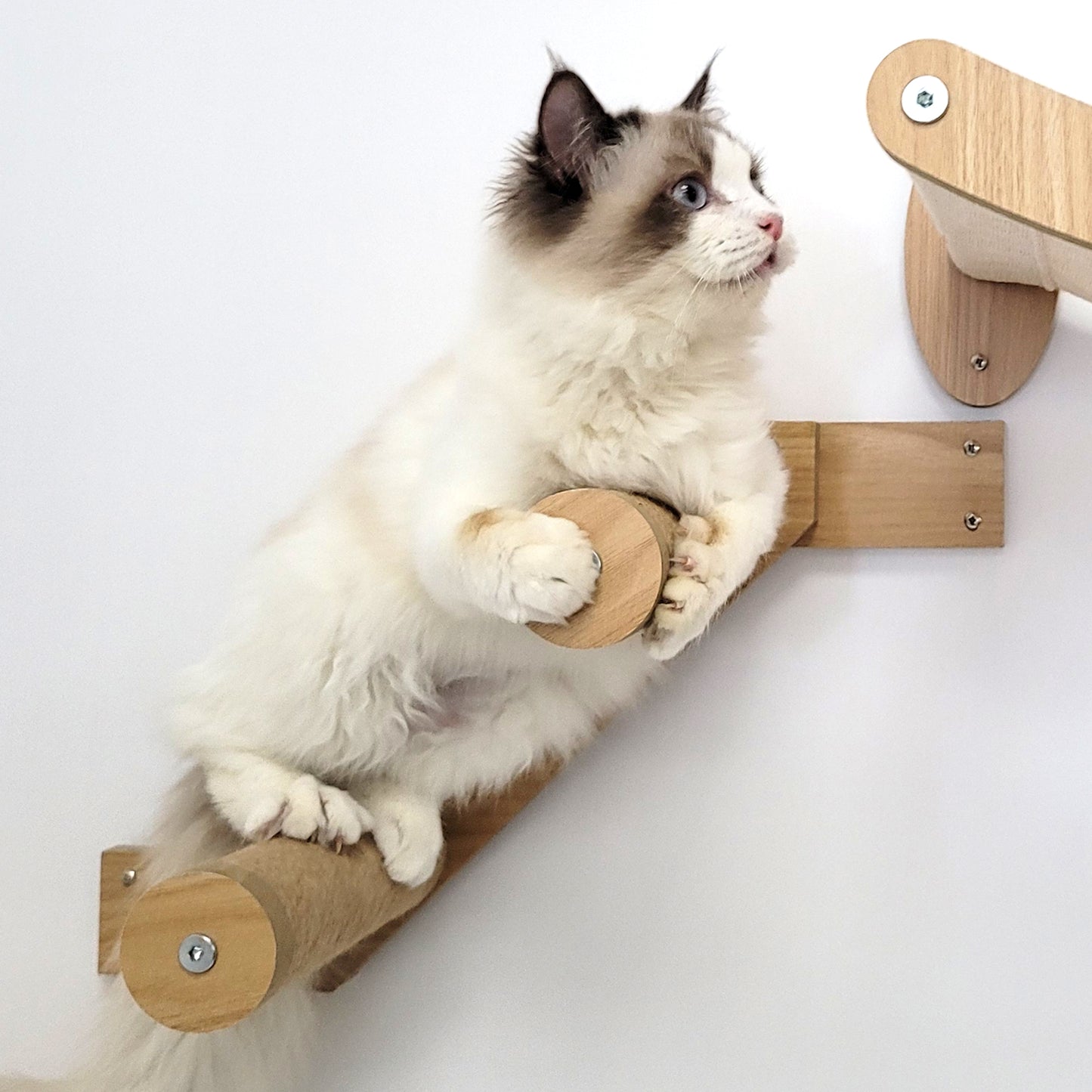 Stud Mounted Cat Wall Hammock with Stylish Curve Panel & Jumping Steps, Walnut